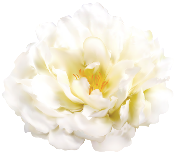 White Flower Transparent Image | Gallery Yopriceville - High-Quality ...