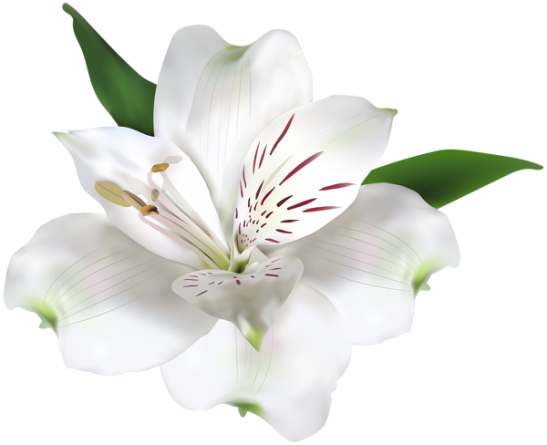 This png image - White Flower Transparent PNG Clip Art Image, is available for free download