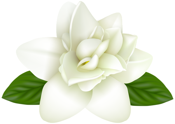 White Flower Transparent PNG Image | Gallery Yopriceville - High