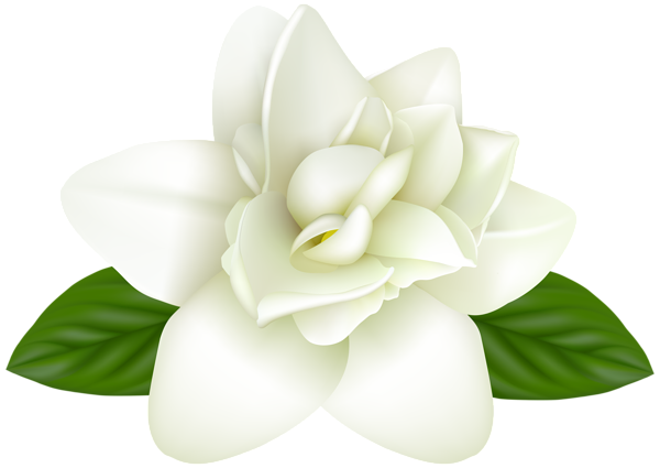 This png image - White Flower Transparent PNG Image, is available for free download