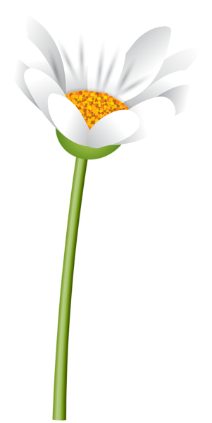 This png image - White Flower with Steam PNG Clipart, is available for free download