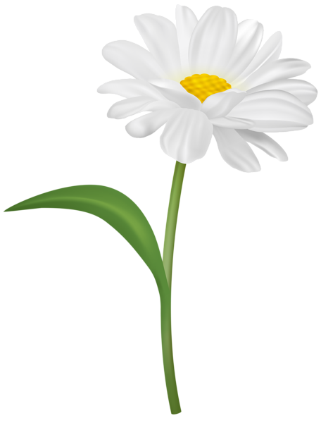 This png image - White Flower with Steam PNG Transparent Clipart, is available for free download