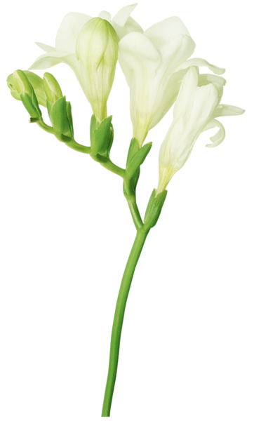 This png image - White Freesia PNG Picture, is available for free download