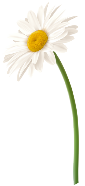 This png image - White Gerbera Flower PNG Clip Art Image, is available for free download