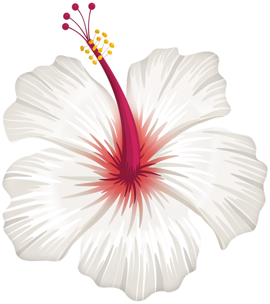 This png image - White Hibiscus Flower PNG Transparent Clipart, is available for free download
