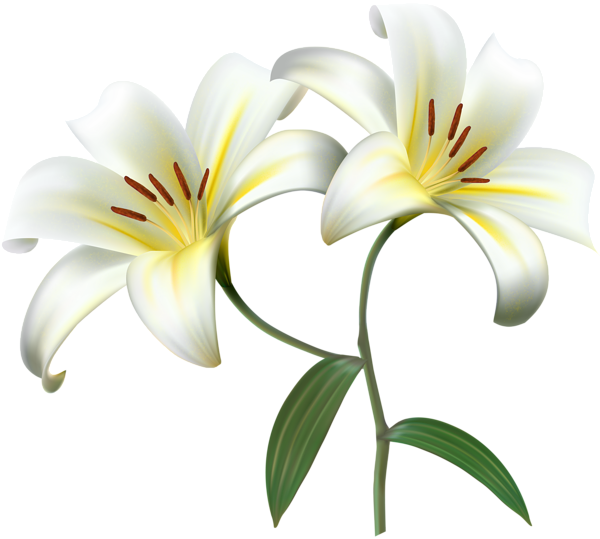 This png image - White Lilium Flower Decorative Transparent Image, is available for free download