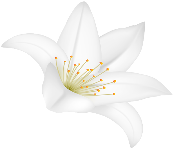This png image - White Lilium Flower PNG Clipart, is available for free download