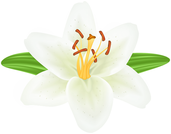 This png image - White Lilium Flower PNG Transparent Clipart, is available for free download