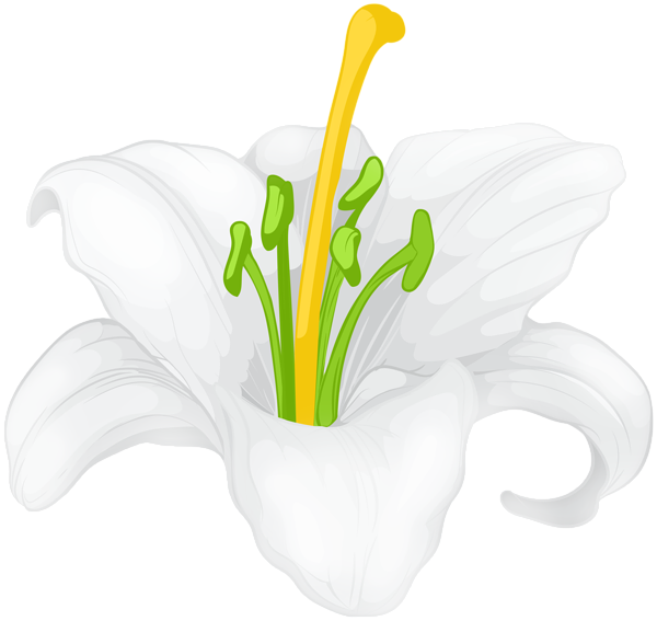 This png image - White Lilium Flower Transparent Clipart, is available for free download