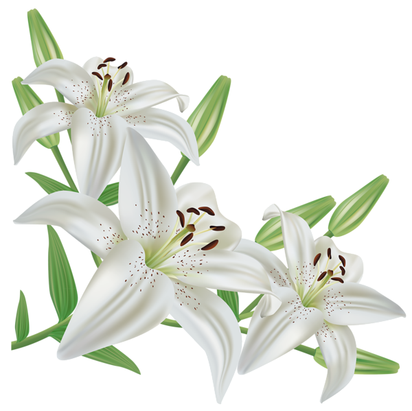 This png image - White Lilium PNG Clipart Picture, is available for free download