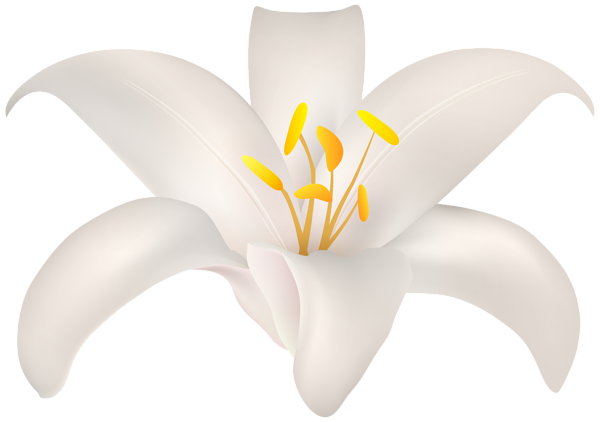 This png image - White Lilium PNG Transparent Clipart, is available for free download