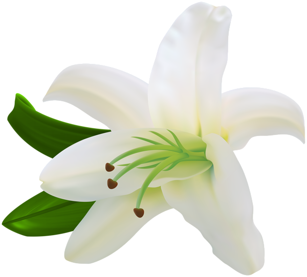 This png image - White Lilium Transparent Clip Art, is available for free download
