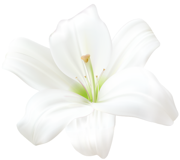 This png image - White Lily PNG Clip Art Image, is available for free download