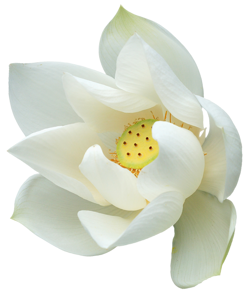 This png image - White Lotus Clipart, is available for free download