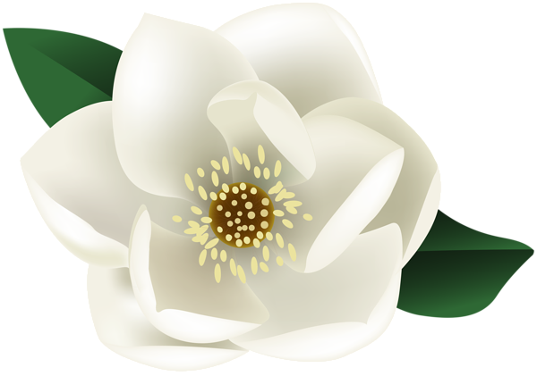 This png image - White Magnolia Flower PNG Clip Art Image, is available for free download