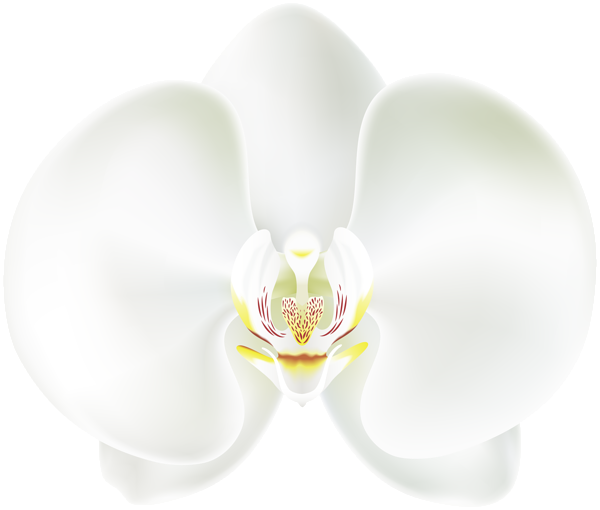 This png image - White Orchid PNG Clip Art, is available for free download
