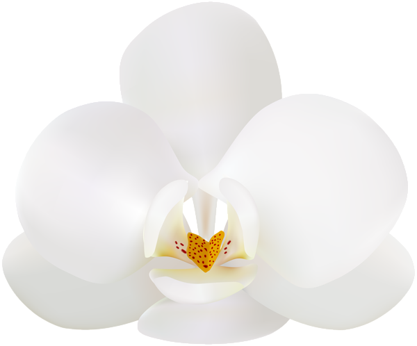 White Orchid PNG Clip Art Image | Gallery Yopriceville - High-Quality ...