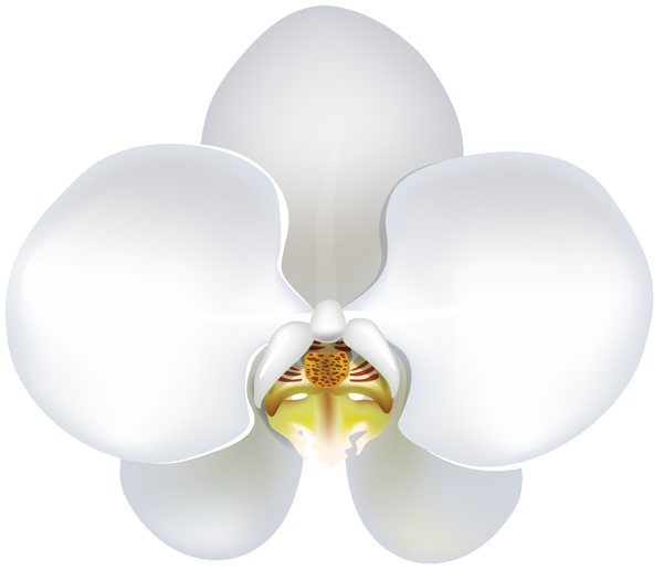 This png image - White Orchid PNG Clipart, is available for free download