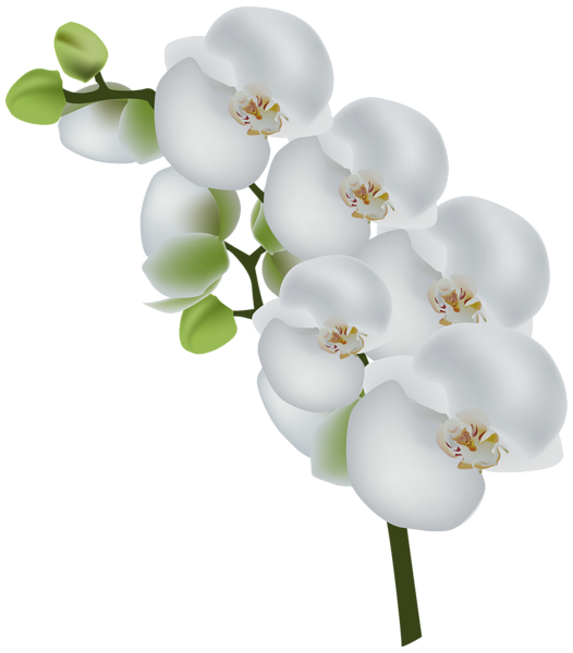 This png image - White Orchid Transparent Clip Art Image, is available for free download