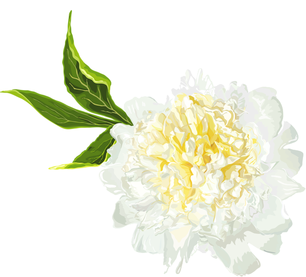 white peony clip art image gallery yopriceville high quality
