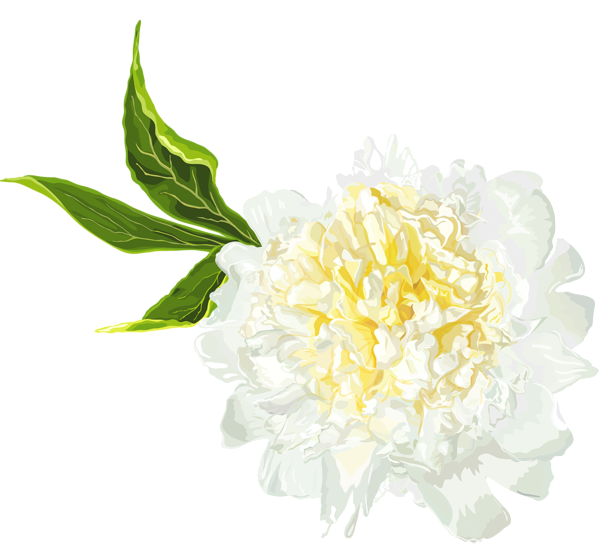 This png image - White Peony Clip Art Image, is available for free download