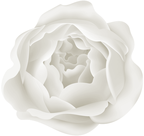 This png image - White Peony Flower PNG_Clipart, is available for free download
