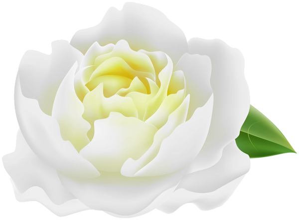 This png image - White Peony PNG Clipart, is available for free download