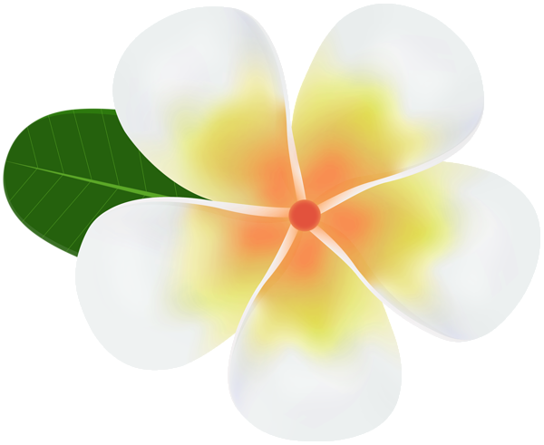This png image - White Plumeria PNG Clipart, is available for free download
