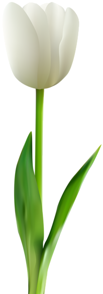 This png image - White Tulip Transparent Clip Art PNG Image, is available for free download