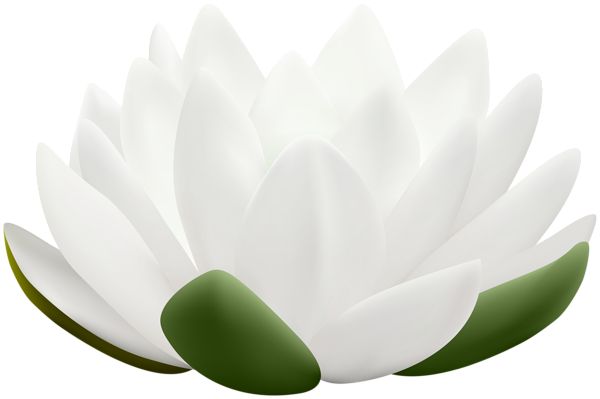 This png image - White Water Lily Flower PNG Clipart, is available for free download
