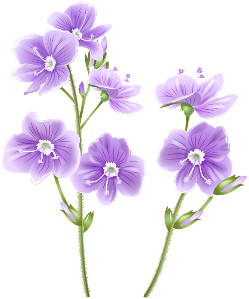 This png image - Wild Flower PNG Clip Art Image, is available for free download