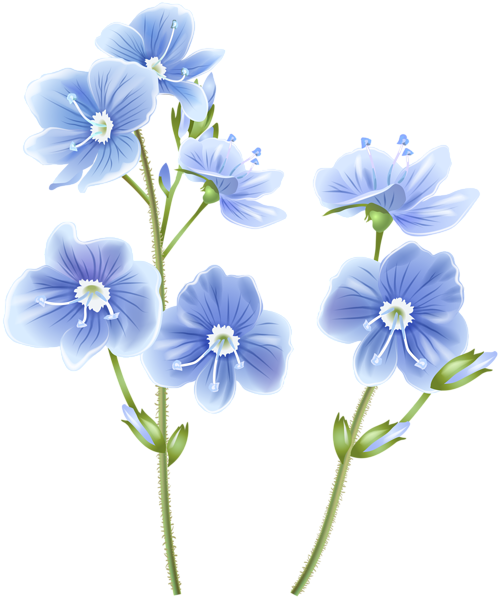 This png image - Wildflower Blue PNG Clip Art Image, is available for free download