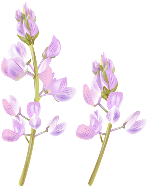 This png image - Wildflower PNG Clip Art Image, is available for free download