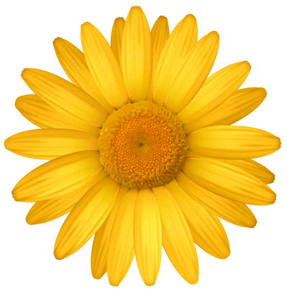 This png image - Yellow Daisy PNG Clipart Image, is available for free download