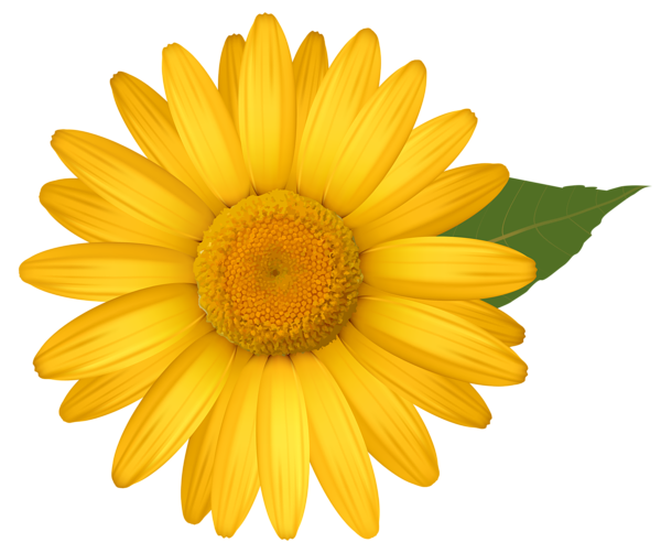This png image - Yellow Daisy PNG Image, is available for free download