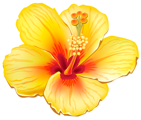 This png image - Yellow Exotic Flower PNG Clipart Picture, is available for free download
