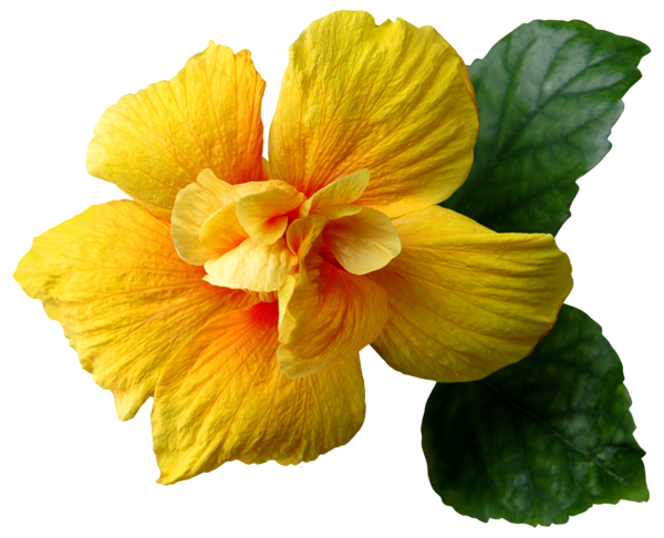 This png image - Yellow Flower PNG Clip-Art Image, is available for free download