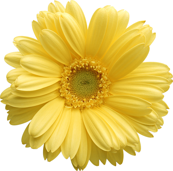This png image - Yellow Gerber Daisy Clipart, is available for free download
