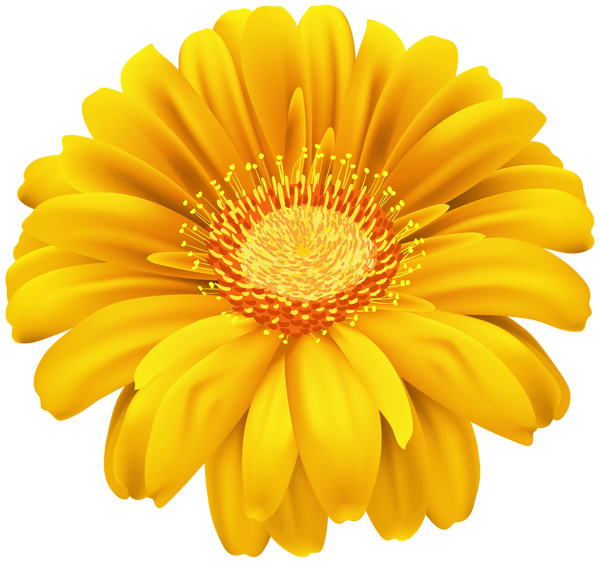 This png image - Yellow Gerber Flower PNG Transparent Clipart, is available for free download