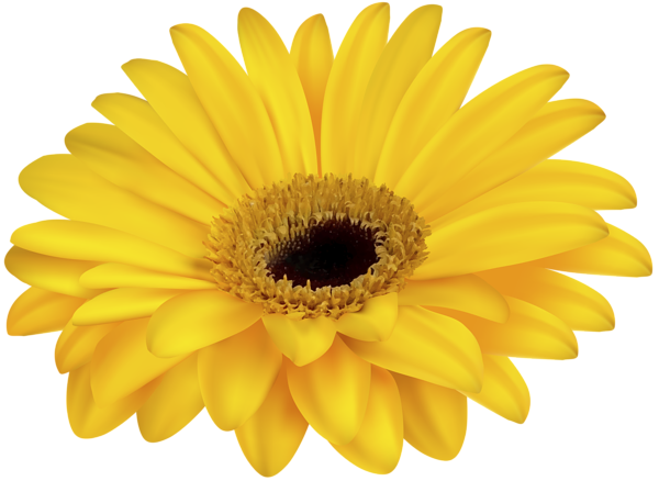 This png image - Yellow Gerbera Decorative Transparent Image, is available for free download