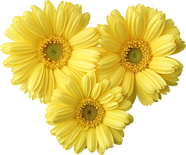 This png image - Yellow Gerbers Daisy PNG Picture, is available for free download