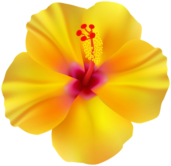 This png image - Yellow Hibiscus Flower Transparent PNG Clipart, is available for free download