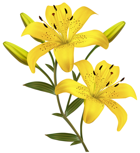 This png image - Yellow Lilies PNG Clipart Image, is available for free download