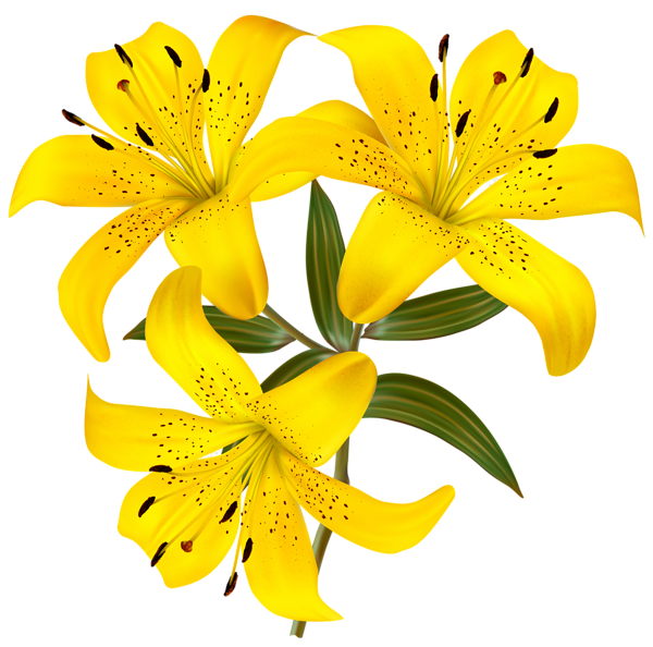 This png image - Yellow Lilies PNG Clipart Picture, is available for free download