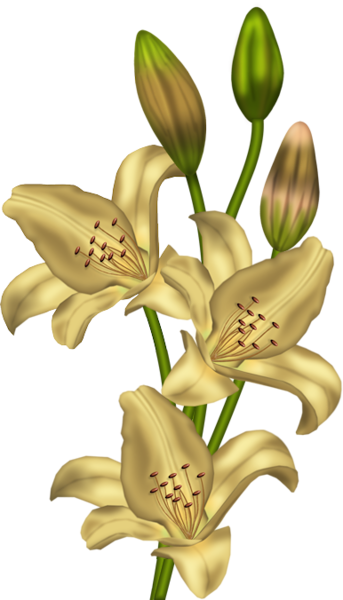 This png image - Yellow Lilium Clipart, is available for free download