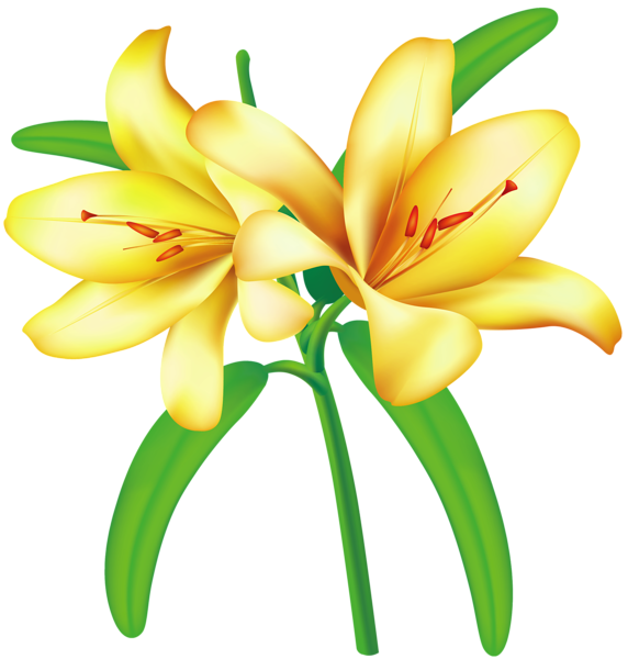 This png image - Yellow Lilium PNG Clipart Picture, is available for free download