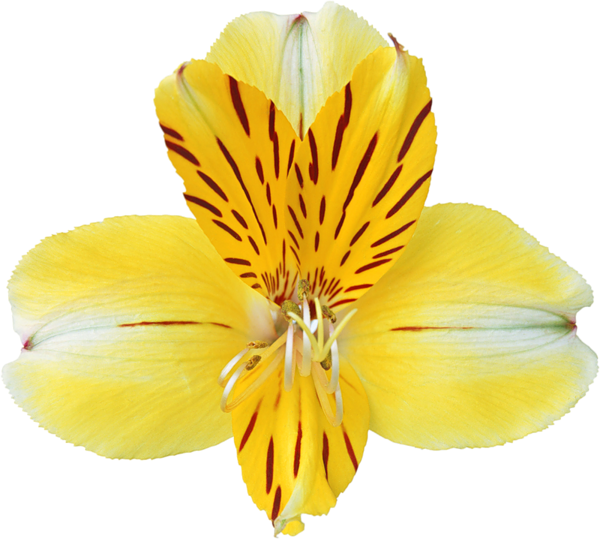 This png image - Yellow Orchid PNG Clipart, is available for free download