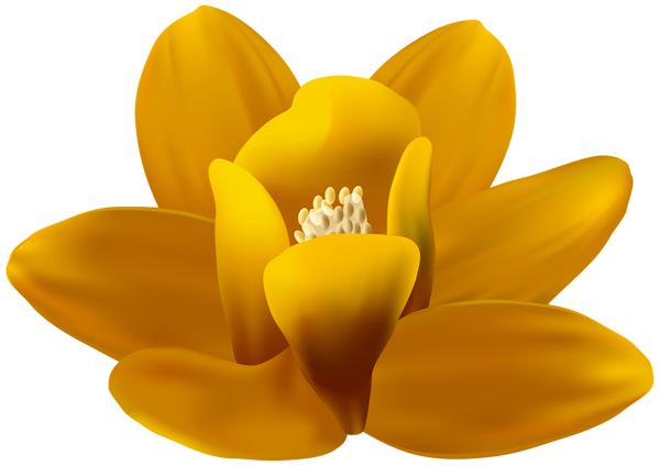 This png image - Yellow Orchid PNG Transparent Clipart, is available for free download