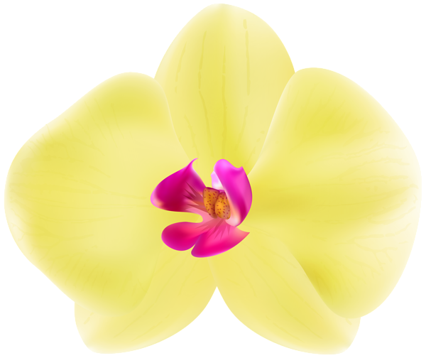 This png image - Yellow Orchid PNG Transparent Clipart, is available for free download