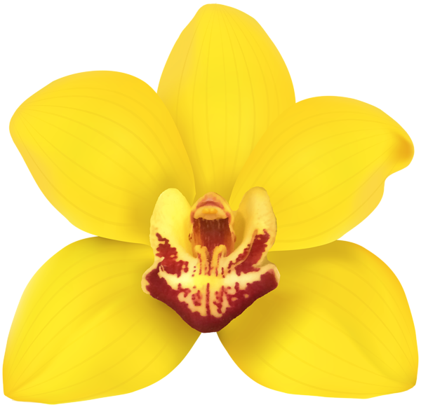 This png image - Yellow Orchid Transparent Clip Art Image, is available for free download